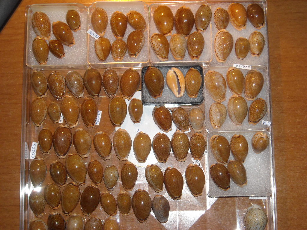 Erosaria spurca
